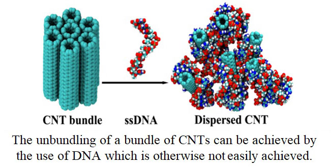 DNA assisted dispersion of carbon nanotubes
